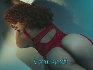 Venuscatt